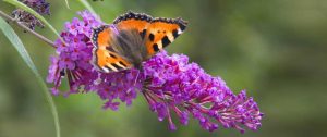 Makro: Schmetterling auf Flieder